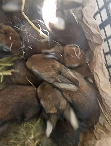 Conigli Fulvi Di Borgogna E Leprini Viterbesi  | Foto 0