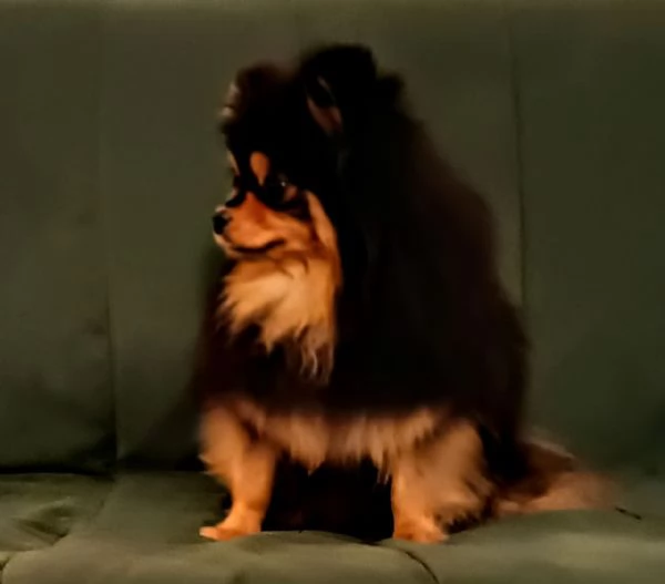 Femmina Pomeranian nano (1750gr) pedigree FCI | Foto 3