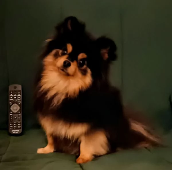Femmina Pomeranian nano (1750gr) pedigree FCI | Foto 2
