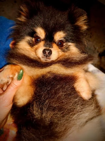 Femmina Pomeranian nano (1750gr) pedigree FCI | Foto 1