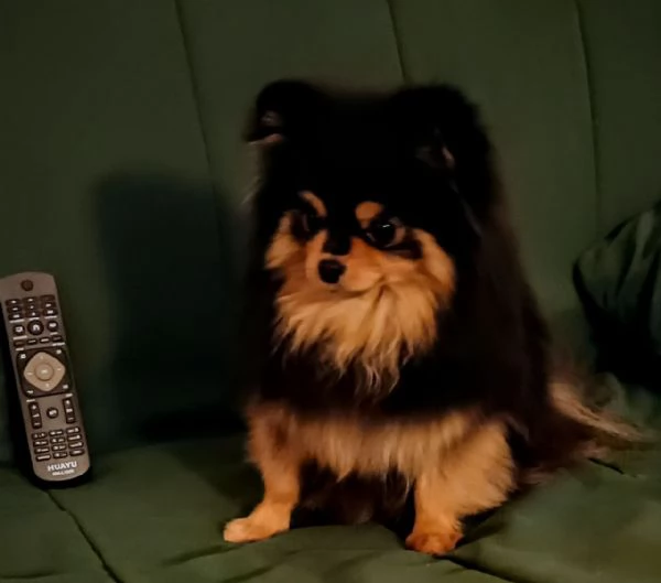 Femmina Pomeranian nano (1750gr) pedigree FCI