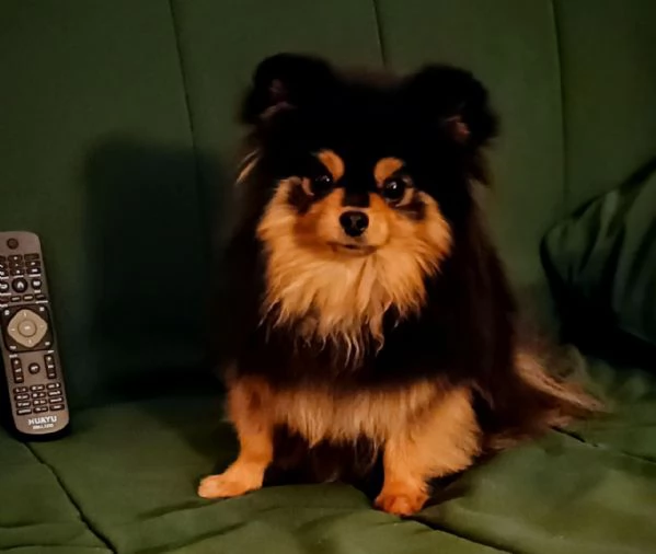 Femmina Pomeranian nano (1750gr) pedigree FCI | Foto 0