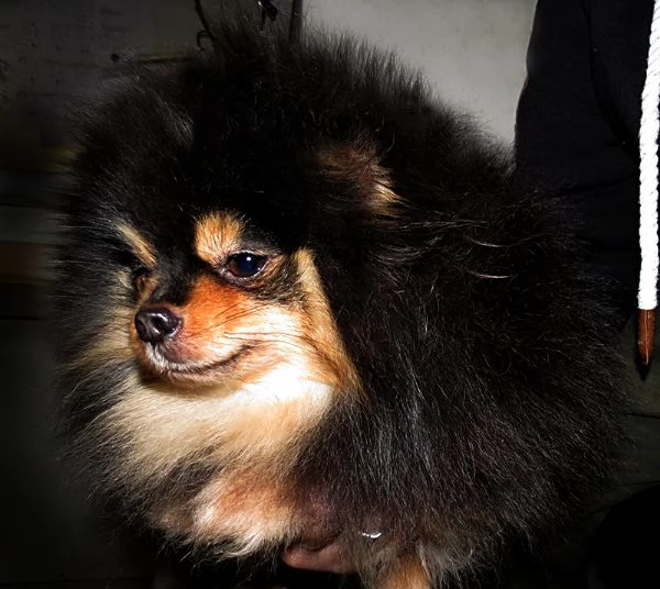 Pomeranian nano, femmina | Foto 3