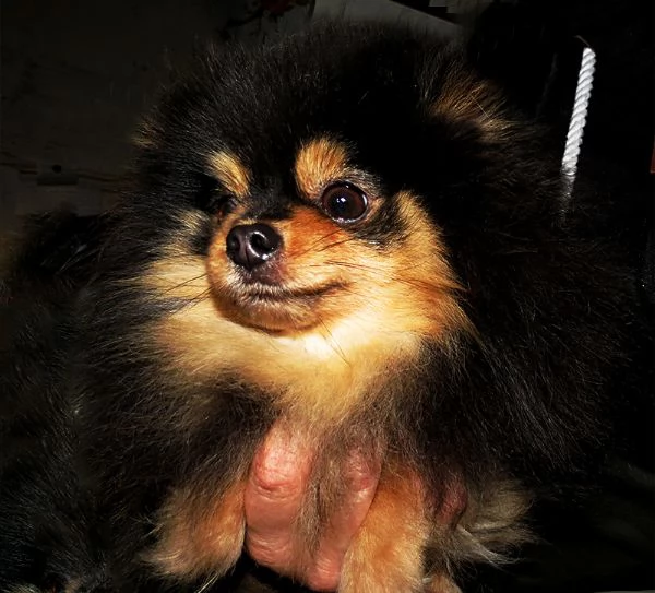 Pomeranian nano, femmina | Foto 2