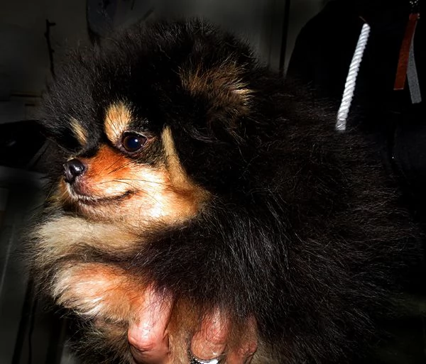 Pomeranian nano, femmina | Foto 1