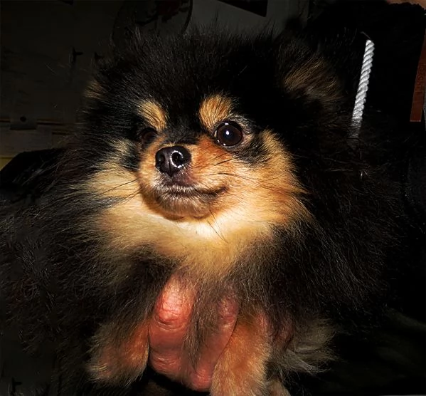 Pomeranian nano, femmina | Foto 0
