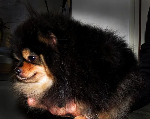 Pomeranian nano, femmina
