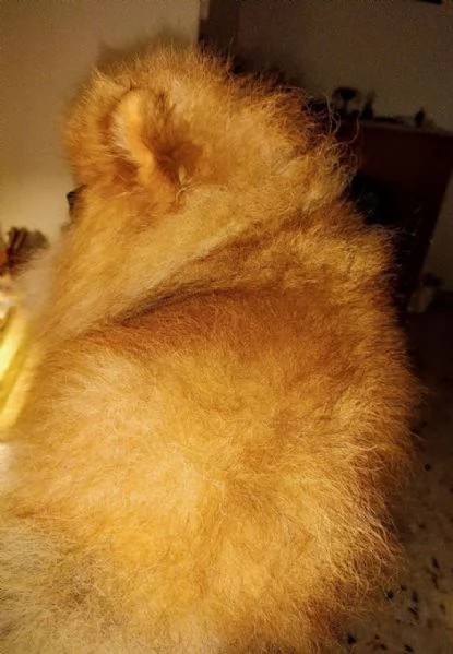 Pomeranian nano, maschio | Foto 3