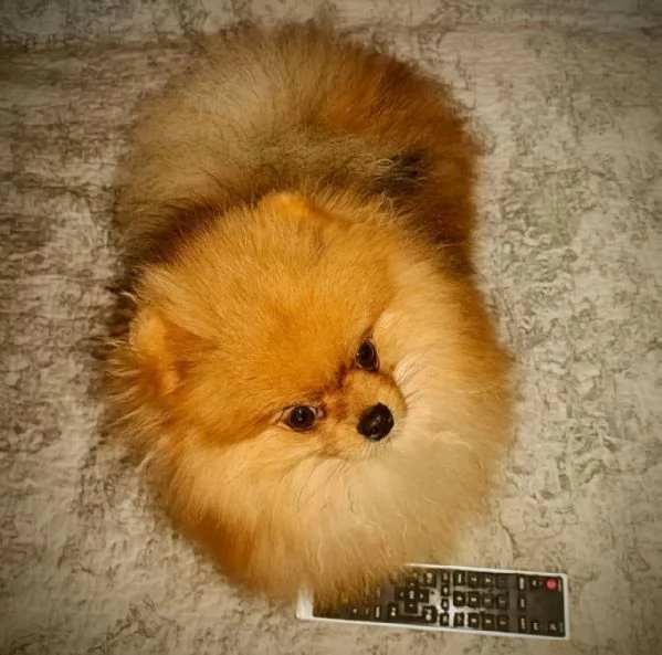 Pomeranian nano, maschio | Foto 1