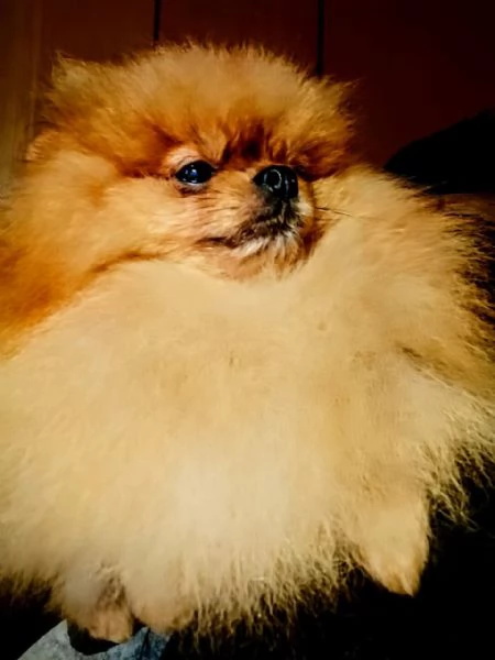 Pomeranian nano, maschio | Foto 0