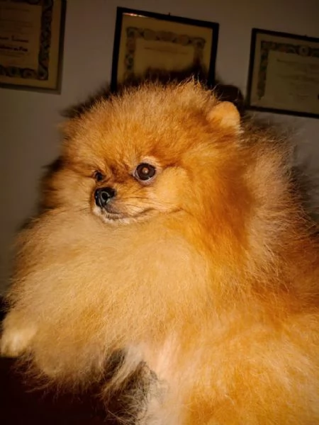 Pomeranian nano, maschio