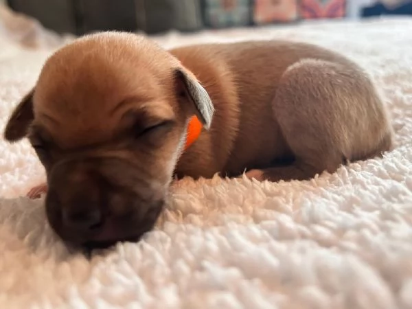 Cuccioli piccolo levriero italiano 