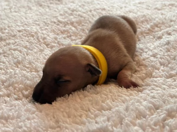 Cuccioli piccolo levriero italiano  | Foto 1