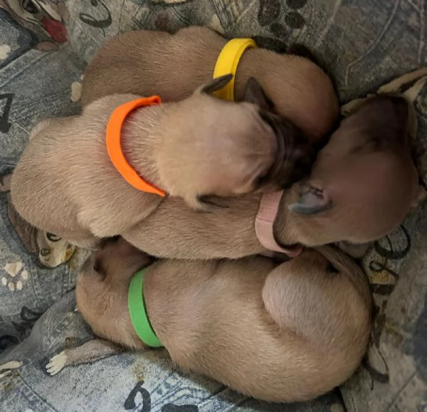 Cuccioli piccolo levriero italiano  | Foto 0