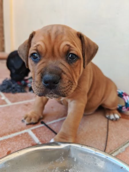 Stradfoshire bull terrier  | Foto 5