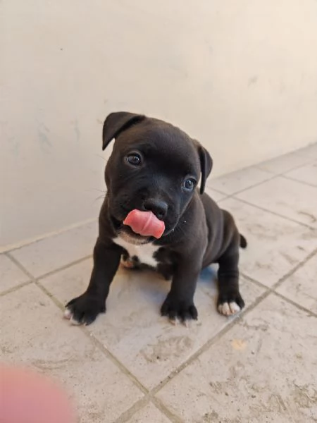 Stradfoshire bull terrier  | Foto 4