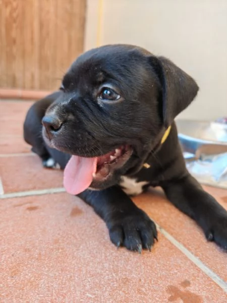 Stradfoshire bull terrier 