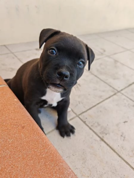 Stradfoshire bull terrier  | Foto 3