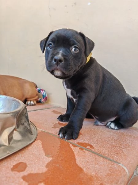 Stradfoshire bull terrier  | Foto 2