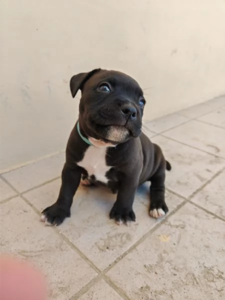 Stradfoshire bull terrier  | Foto 1