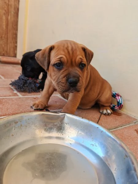 Stradfoshire bull terrier  | Foto 0