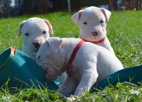 Cuccioli di Dogo Argentino