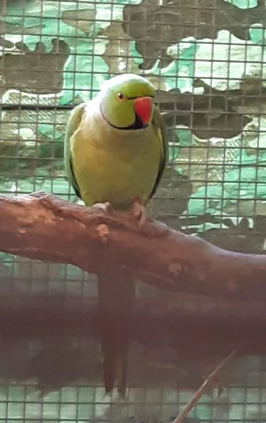 Parrocchetti dal collare | Foto 0