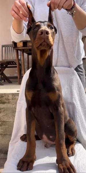 Cucciolo di Dobermann maschio in vendita | Foto 3