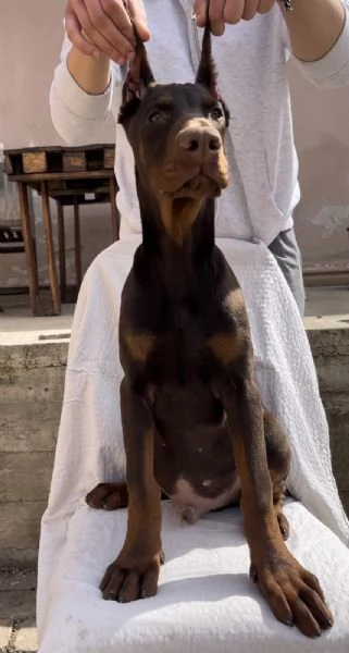 Cucciolo di Dobermann maschio in vendita | Foto 2
