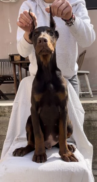 Cucciolo di Dobermann maschio in vendita | Foto 1
