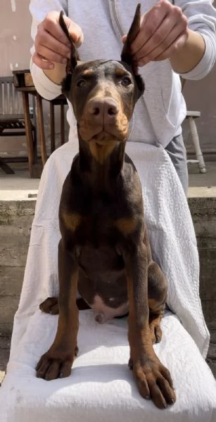 Cucciolo di Dobermann maschio in vendita | Foto 0