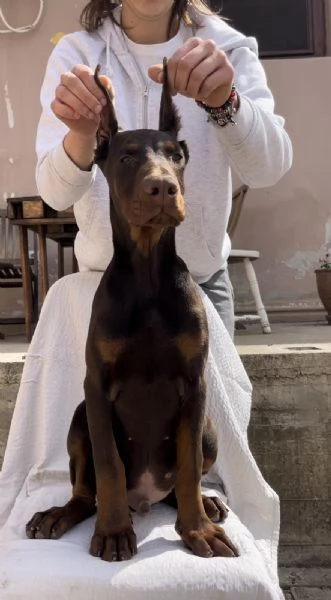 Cucciolo di Dobermann maschio in vendita