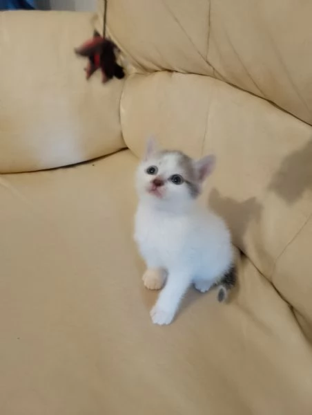 Dò in adozione  | Foto 2