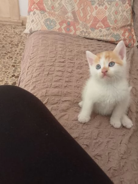 Dò in adozione  | Foto 0