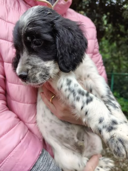 Cuccioli setter inglese maschi