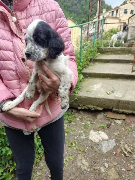 Cuccioli setter inglese maschi | Foto 6