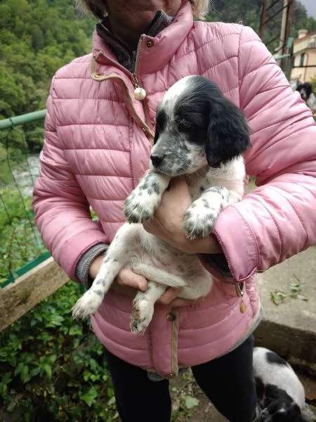 Cuccioli setter inglese maschi | Foto 5