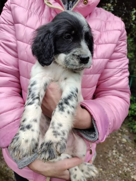 Cuccioli setter inglese maschi | Foto 4