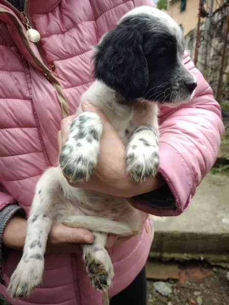 Cuccioli setter inglese maschi | Foto 3