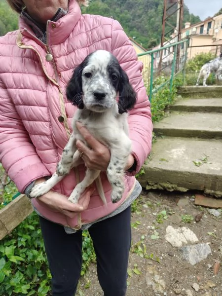Cuccioli setter inglese maschi | Foto 2