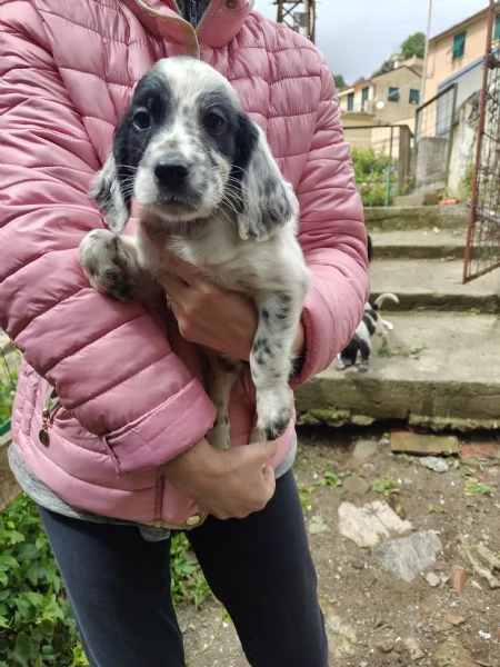 Cuccioli setter inglese maschi | Foto 1