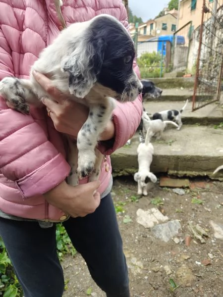 Cuccioli setter inglese maschi | Foto 0