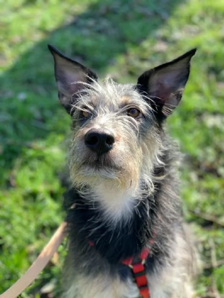 Kiki cerca Casa | Foto 4