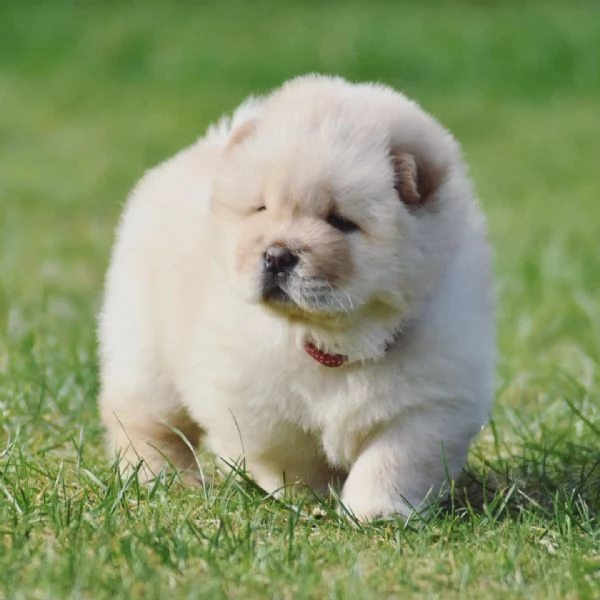 Cuccioli chow chow
