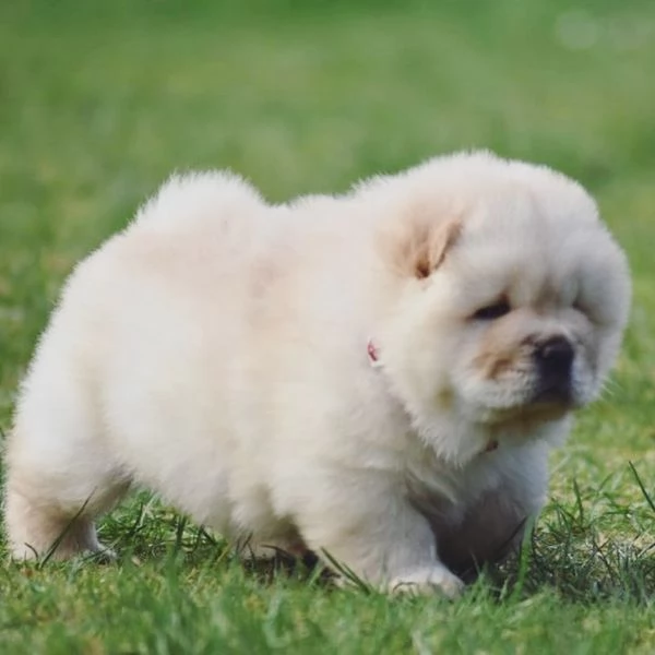 Cuccioli chow chow | Foto 2