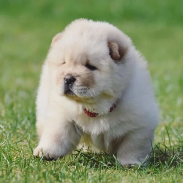 Cuccioli chow chow | Foto 1