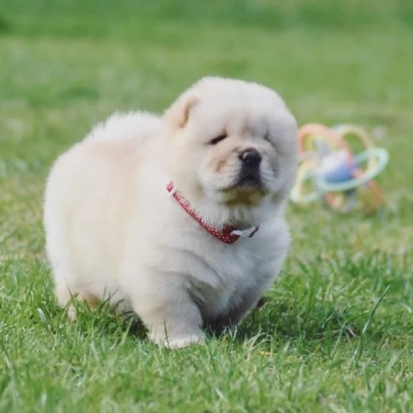 Cuccioli chow chow | Foto 0