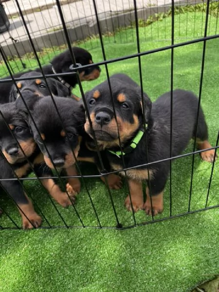 Cuccioli di Rottweiler disponibili!