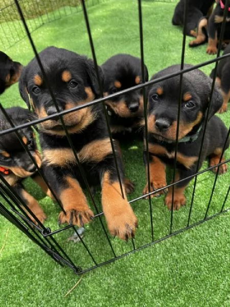 Cuccioli di Rottweiler disponibili! | Foto 1
