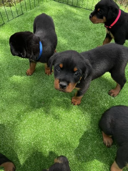 Cuccioli di Rottweiler disponibili! | Foto 0